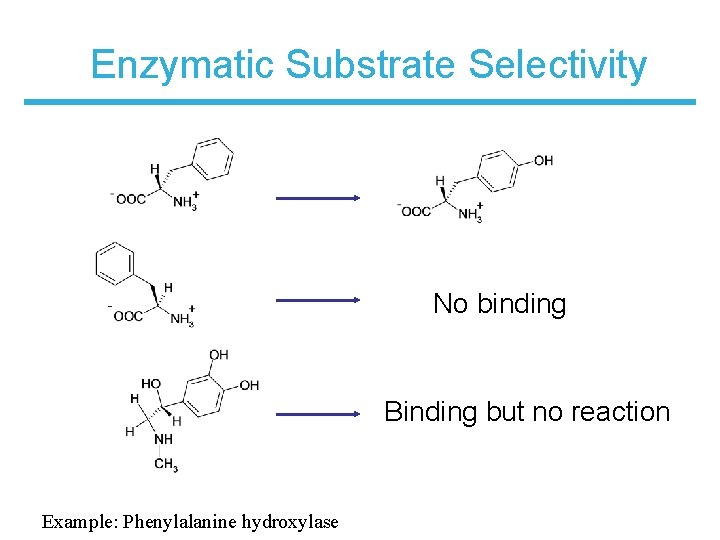 Enzymatic Substrate Selectivity No binding Binding but no reaction Example: Phenylalanine hydroxylase 