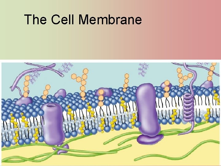 The Cell Membrane 