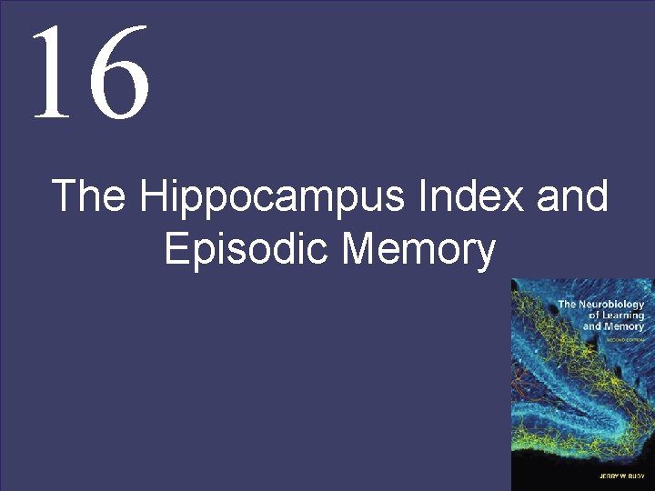 16 The Hippocampus Index and Episodic Memory 