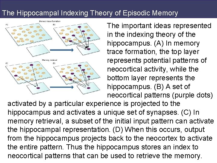 The Hippocampal Indexing Theory of Episodic Memory The important ideas represented in the indexing