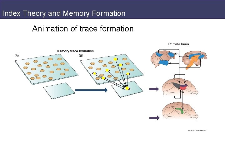Index Theory and Memory Formation Animation of trace formation 