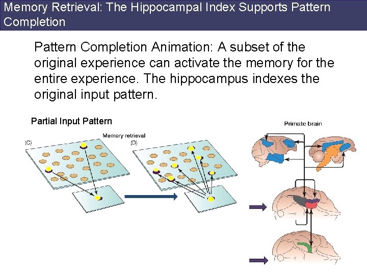 Memory Retrieval: The Hippocampal Index Supports Pattern Completion Animation: A subset of the original