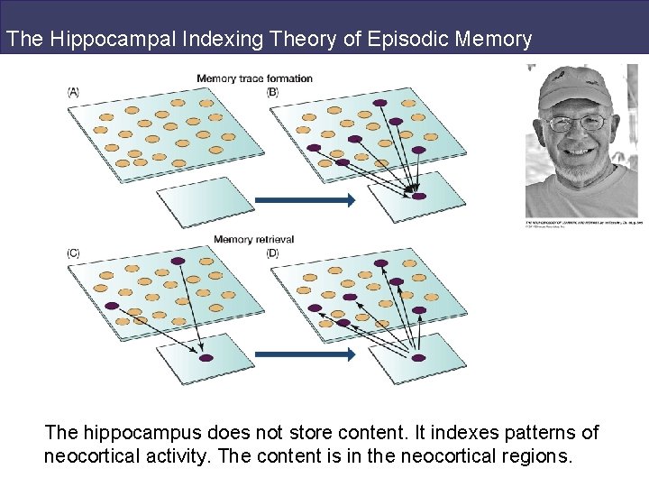 The Hippocampal Indexing Theory of Episodic Memory The hippocampus does not store content. It