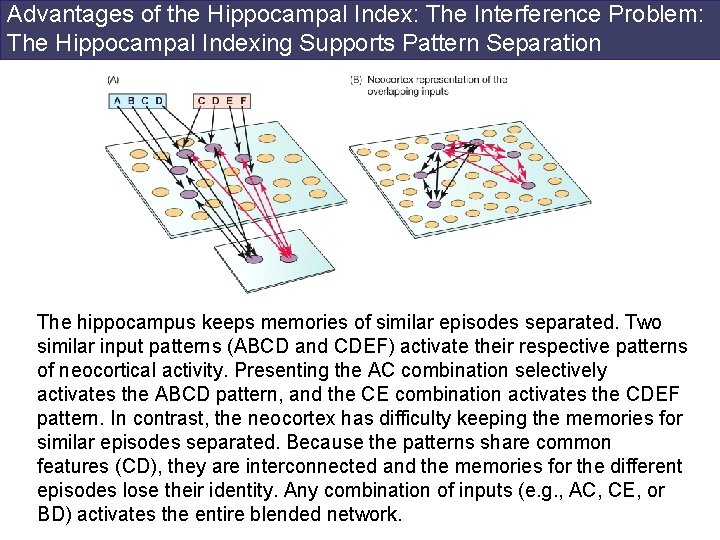 Advantages of the Hippocampal Index: The Interference Problem: The Hippocampal Indexing Supports Pattern Separation