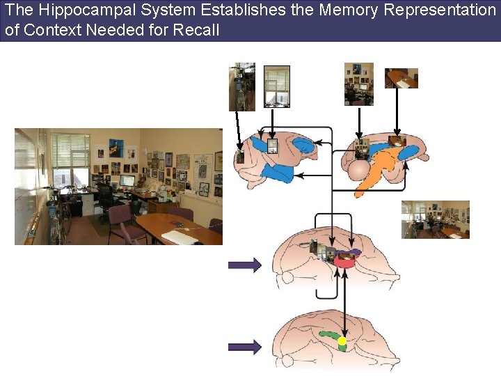 The Hippocampal System Establishes the Memory Representation of Context Needed for Recall 