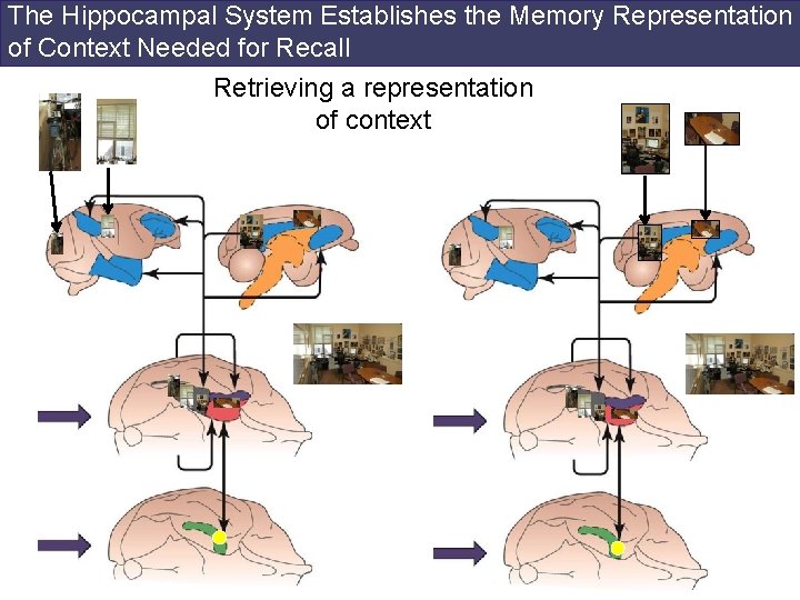 The Hippocampal System Establishes the Memory Representation of Context Needed for Recall Retrieving a