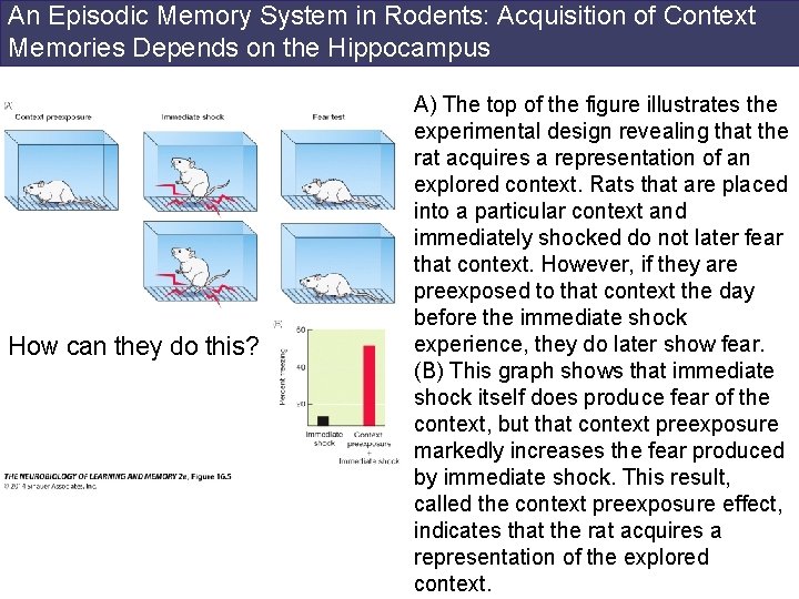 An Episodic Memory System in Rodents: Acquisition of Context Memories Depends on the Hippocampus