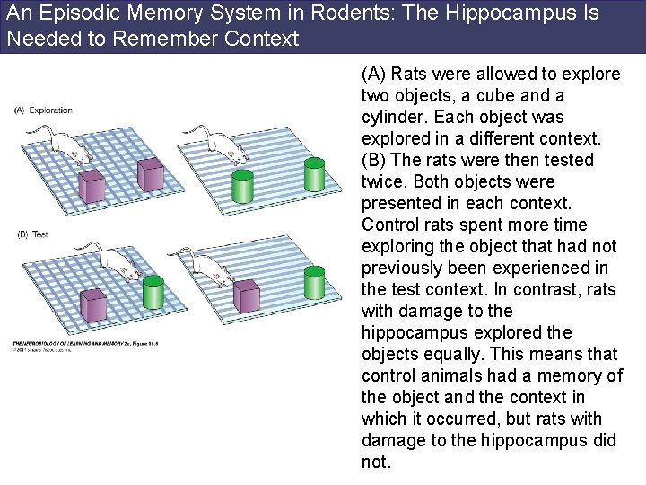 An Episodic Memory System in Rodents: The Hippocampus Is Needed to Remember Context (A)