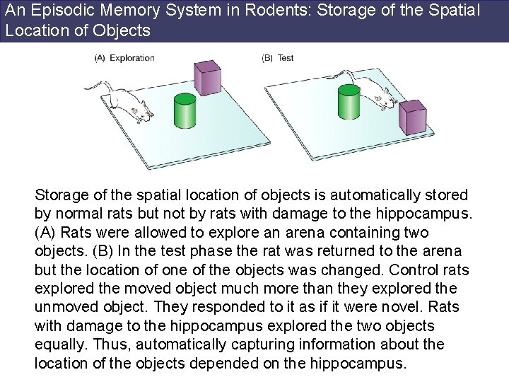 An Episodic Memory System in Rodents: Storage of the Spatial Location of Objects Storage