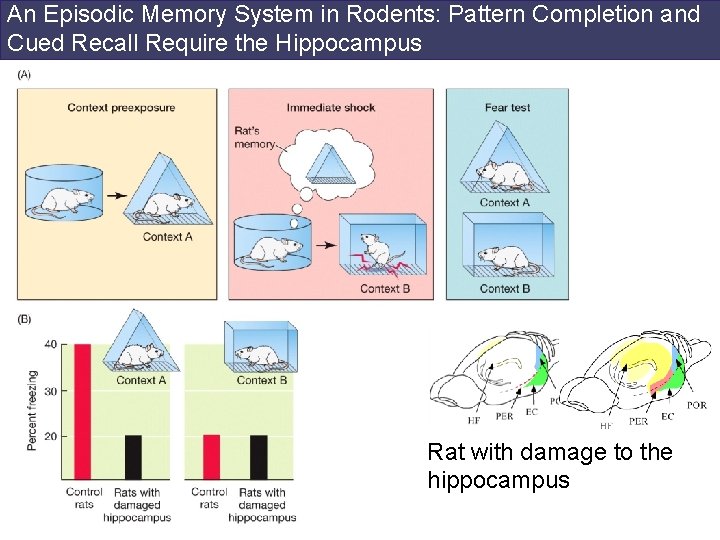 An Episodic Memory System in Rodents: Pattern Completion and Cued Recall Require the Hippocampus