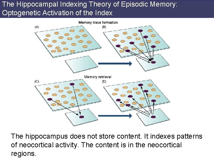 The Hippocampal Indexing Theory of Episodic Memory: Optogenetic Activation of the Index The hippocampus