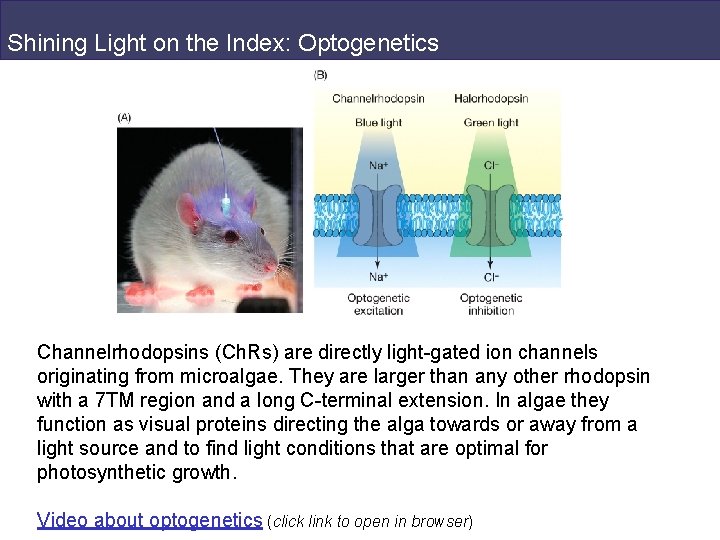Shining Light on the Index: Optogenetics Channelrhodopsins (Ch. Rs) are directly light-gated ion channels