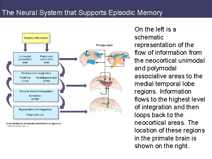 The Neural System that Supports Episodic Memory On the left is a schematic representation
