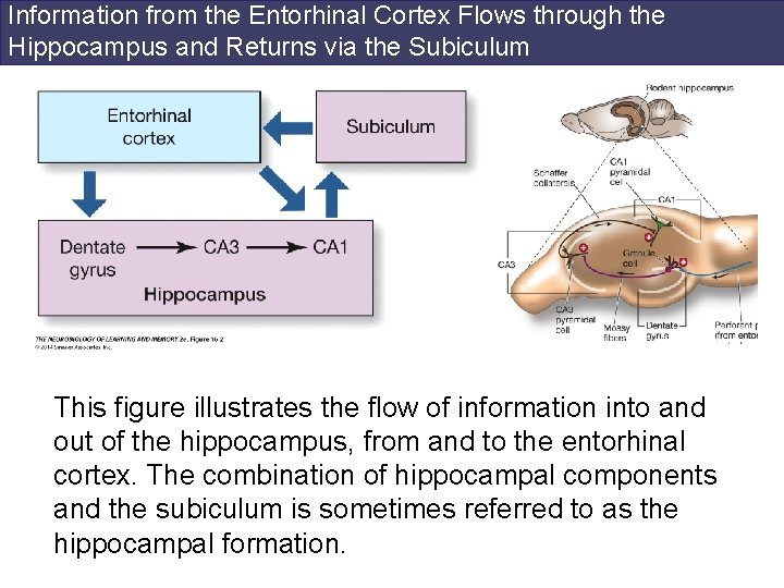 Information from the Entorhinal Cortex Flows through the Hippocampus and Returns via the Subiculum