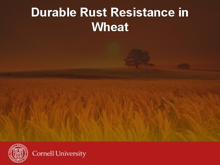 Durable Rust Resistance in Wheat 