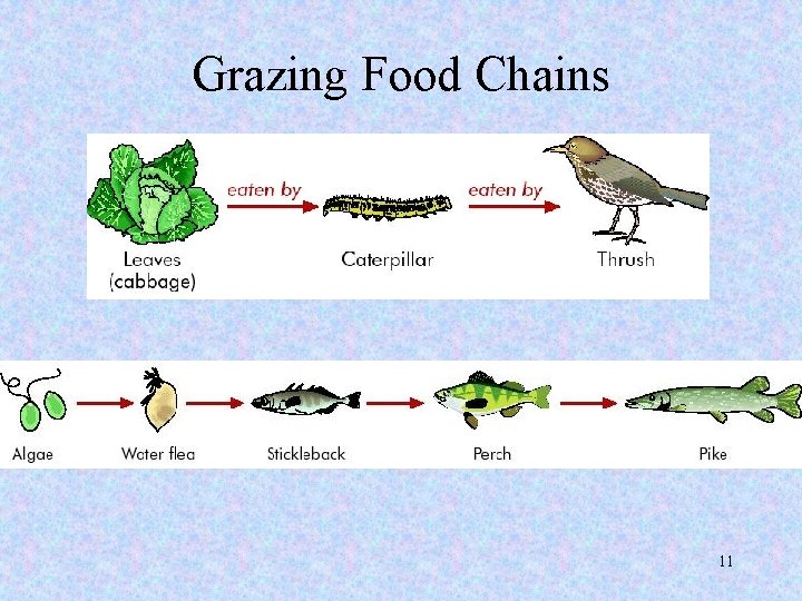 Grazing Food Chains 11 