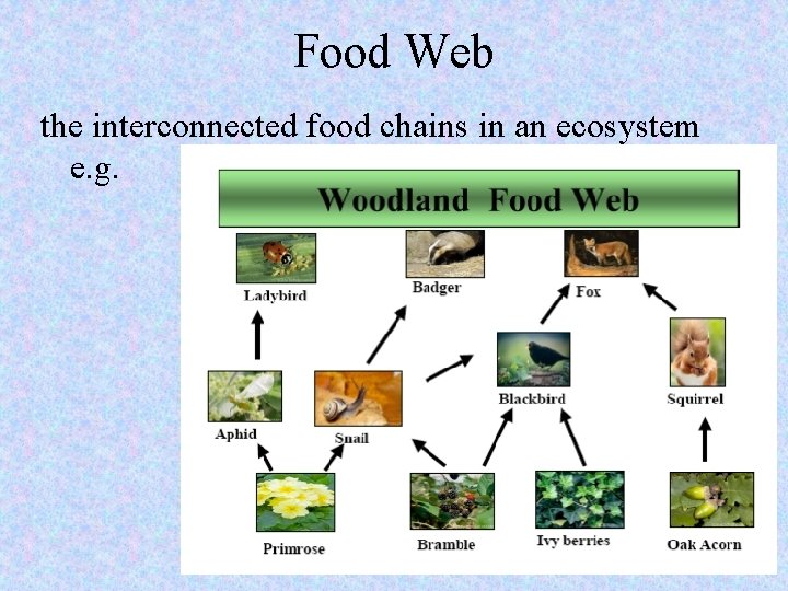 Food Web the interconnected food chains in an ecosystem e. g. 15 