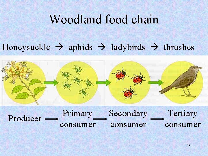 Woodland food chain Honeysuckle aphids ladybirds thrushes Producer Primary consumer Secondary consumer Tertiary consumer