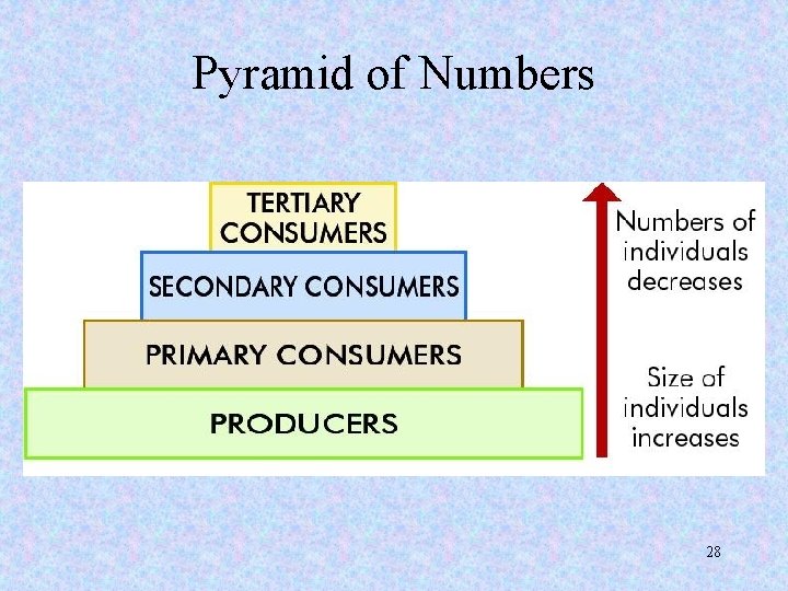 Pyramid of Numbers 28 