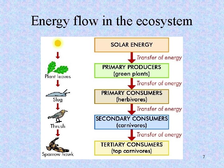 Energy flow in the ecosystem 7 