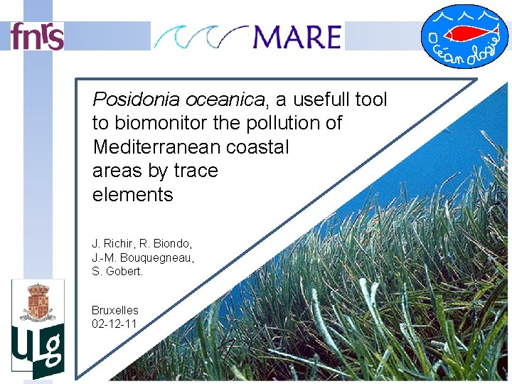 Posidonia oceanica, a usefull tool to biomonitor the pollution of Mediterranean coastal areas by