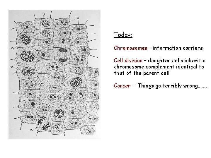 Today: Chromosomes – information carriers Cell division – daughter cells inherit a chromosome complement Today: Chromosomes – information carriers Cell division – daughter cells inherit a chromosome complement
