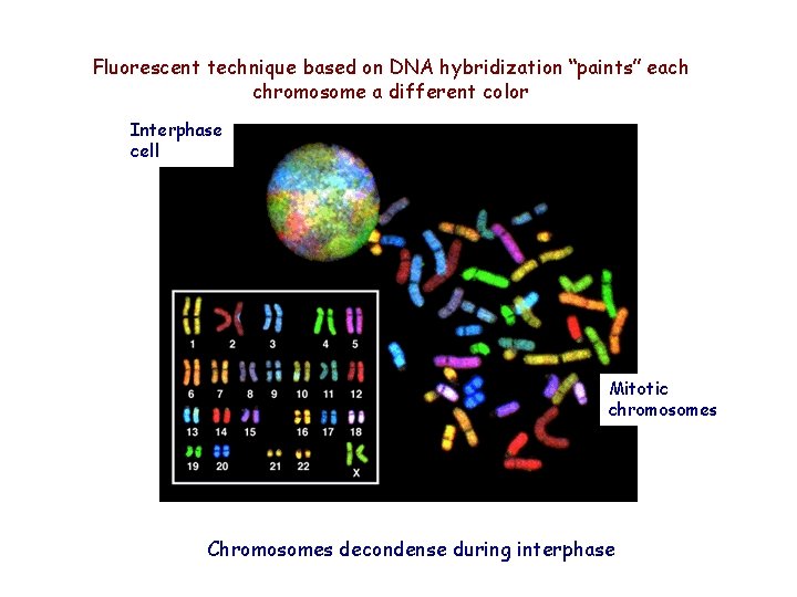 Fluorescent technique based on DNA hybridization “paints” each chromosome a different color Interphase cell Fluorescent technique based on DNA hybridization “paints” each chromosome a different color Interphase cell