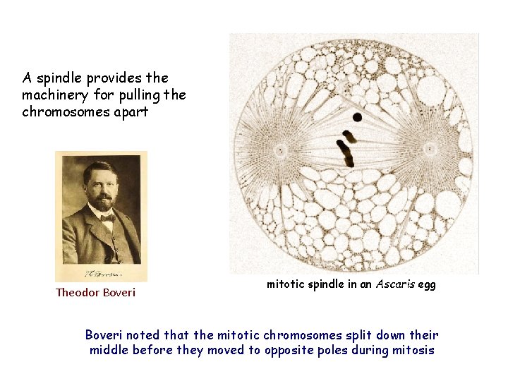 A spindle provides the machinery for pulling the chromosomes apart Theodor Boveri mitotic spindle A spindle provides the machinery for pulling the chromosomes apart Theodor Boveri mitotic spindle