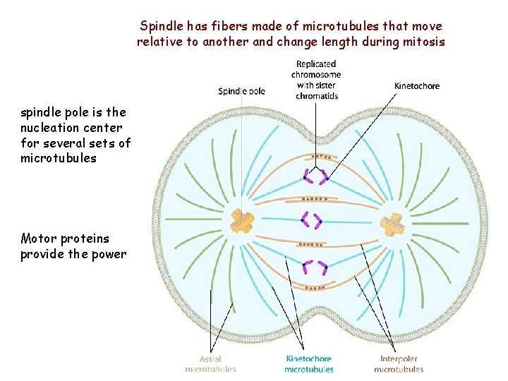 Spindle has fibers made of microtubules that move relative to another and change length Spindle has fibers made of microtubules that move relative to another and change length
