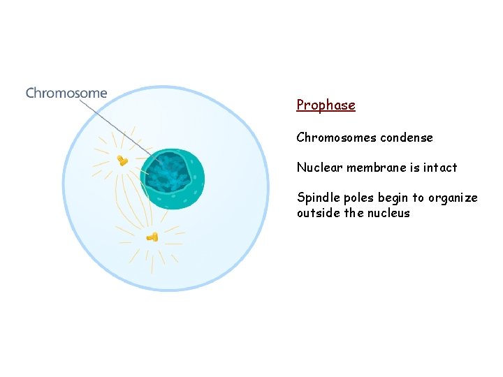 Prophase Chromosomes condense Nuclear membrane is intact Spindle poles begin to organize outside the Prophase Chromosomes condense Nuclear membrane is intact Spindle poles begin to organize outside the