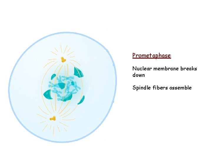 Prometaphase Nuclear membrane breaks down Spindle fibers assemble Prometaphase Nuclear membrane breaks down Spindle fibers assemble