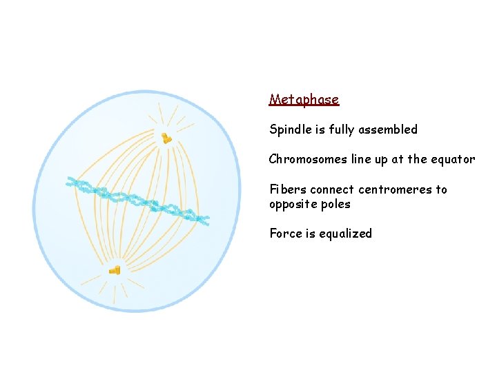 Metaphase Spindle is fully assembled Chromosomes line up at the equator Fibers connect centromeres Metaphase Spindle is fully assembled Chromosomes line up at the equator Fibers connect centromeres