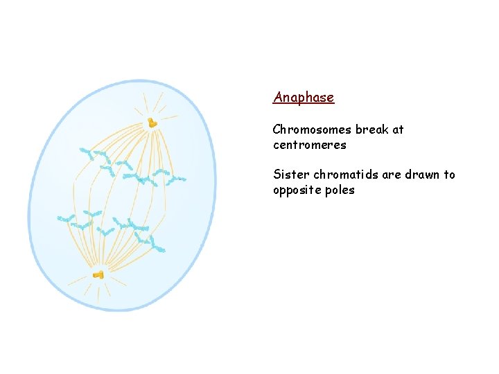 Anaphase Chromosomes break at centromeres Sister chromatids are drawn to opposite poles Anaphase Chromosomes break at centromeres Sister chromatids are drawn to opposite poles