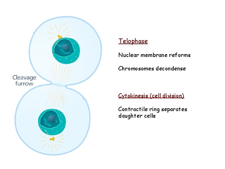 Telophase Nuclear membrane reforms Chromosomes decondense Cytokinesis (cell division) Contractile ring separates daughter cells Telophase Nuclear membrane reforms Chromosomes decondense Cytokinesis (cell division) Contractile ring separates daughter cells