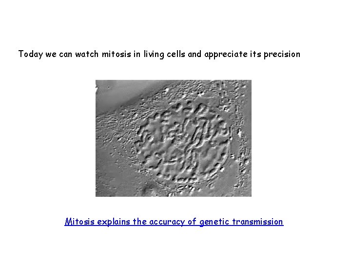 Today we can watch mitosis in living cells and appreciate its precision Mitosis explains Today we can watch mitosis in living cells and appreciate its precision Mitosis explains