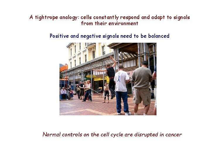 A tightrope analogy: cells constantly respond adapt to signals from their environment Positive and A tightrope analogy: cells constantly respond adapt to signals from their environment Positive and