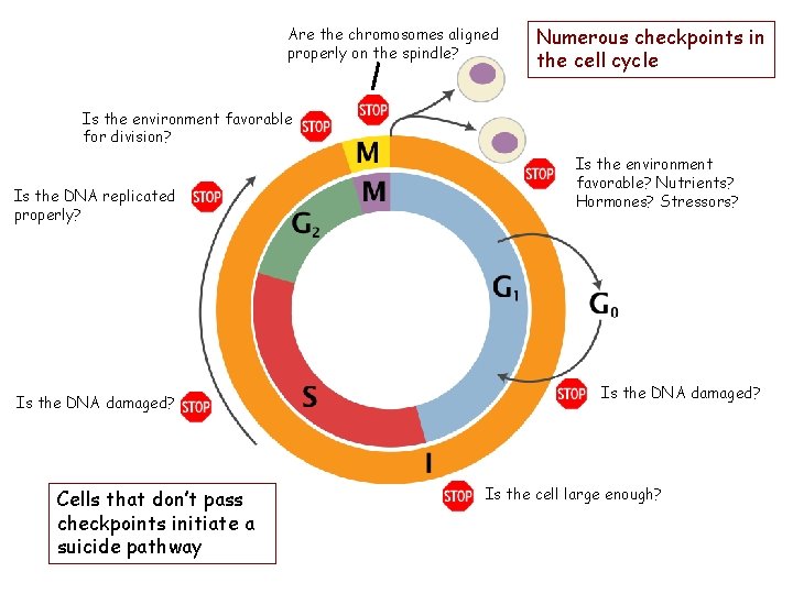Are the chromosomes aligned properly on the spindle? Numerous checkpoints in the cell cycle Are the chromosomes aligned properly on the spindle? Numerous checkpoints in the cell cycle