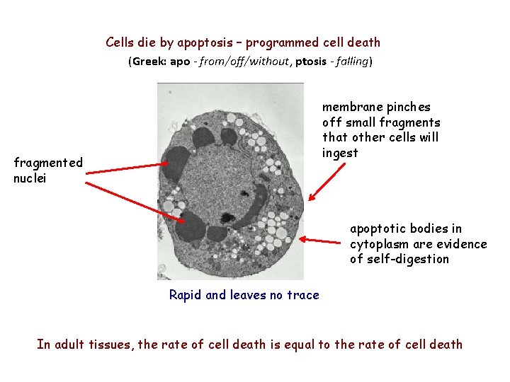 Cells die by apoptosis – programmed cell death (Greek: apo - from/off/without, ptosis - Cells die by apoptosis – programmed cell death (Greek: apo - from/off/without, ptosis -