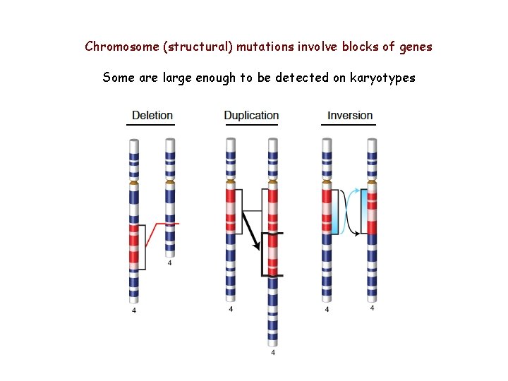 Chromosome (structural) mutations involve blocks of genes Some are large enough to be detected Chromosome (structural) mutations involve blocks of genes Some are large enough to be detected