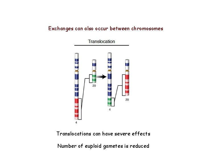 Exchanges can also occur between chromosomes Translocations can have severe effects Number of euploid Exchanges can also occur between chromosomes Translocations can have severe effects Number of euploid