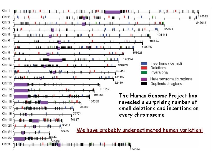 The Human Genome Project has revealed a surprising number of small deletions and insertions The Human Genome Project has revealed a surprising number of small deletions and insertions