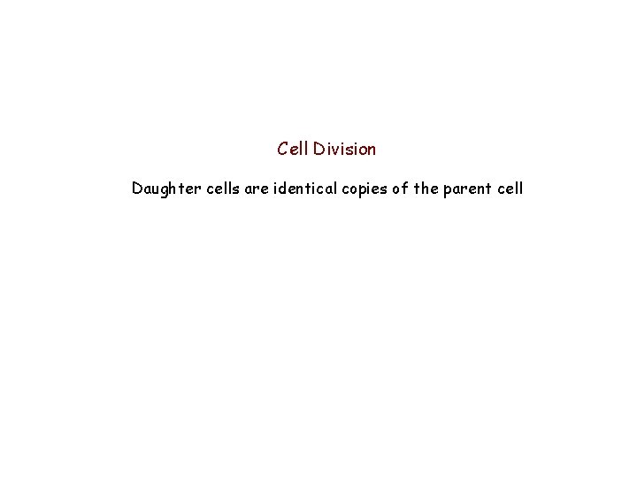 Cell Division Daughter cells are identical copies of the parent cell Cell Division Daughter cells are identical copies of the parent cell