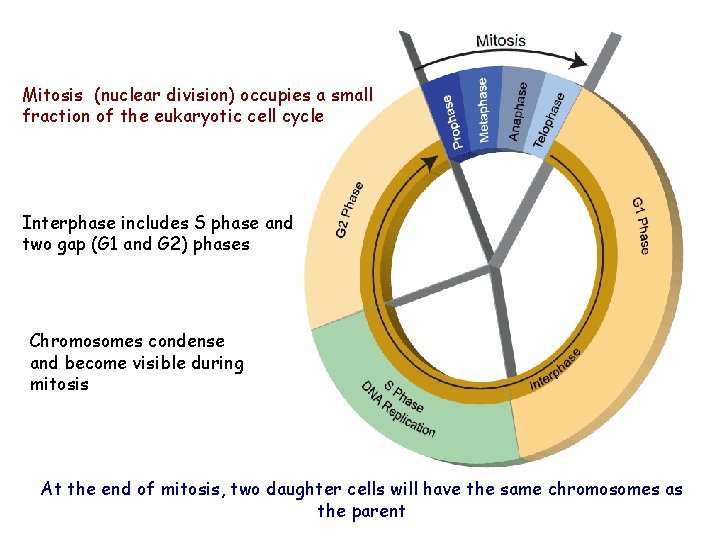 Mitosis (nuclear division) occupies a small fraction of the eukaryotic cell cycle Interphase includes Mitosis (nuclear division) occupies a small fraction of the eukaryotic cell cycle Interphase includes