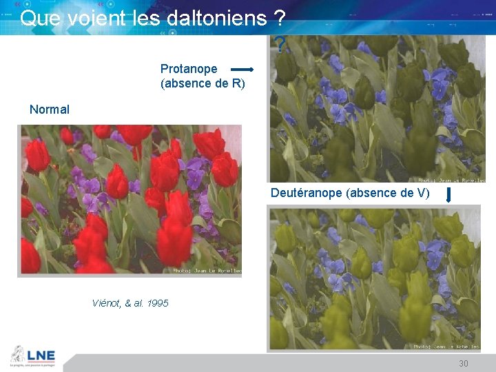 Que voient les daltoniens ? ? Protanope (absence de R) Normal Deutéranope (absence de