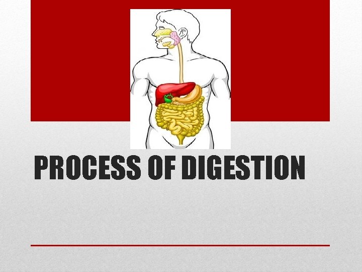 PROCESS OF DIGESTION 