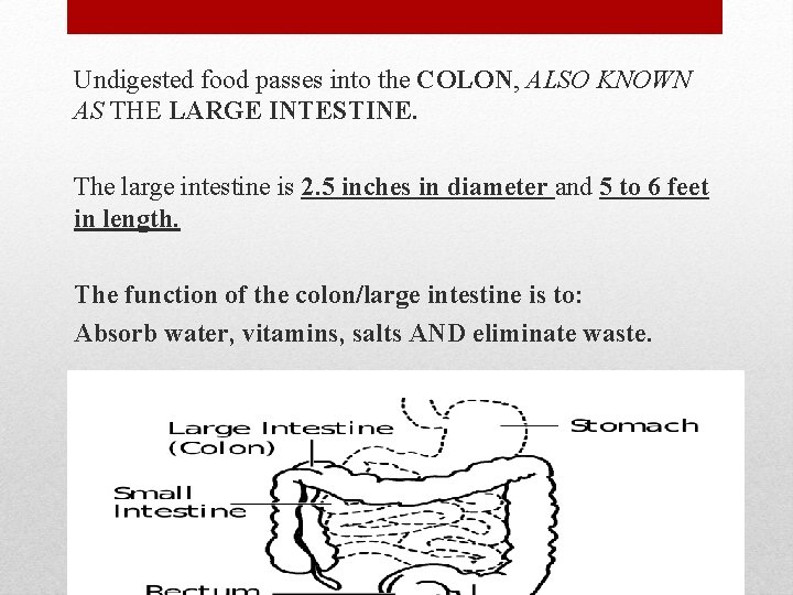 Undigested food passes into the COLON, ALSO KNOWN AS THE LARGE INTESTINE. The large
