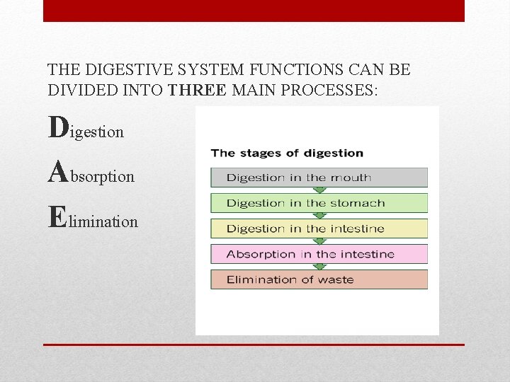THE DIGESTIVE SYSTEM FUNCTIONS CAN BE DIVIDED INTO THREE MAIN PROCESSES: Digestion Absorption Elimination
