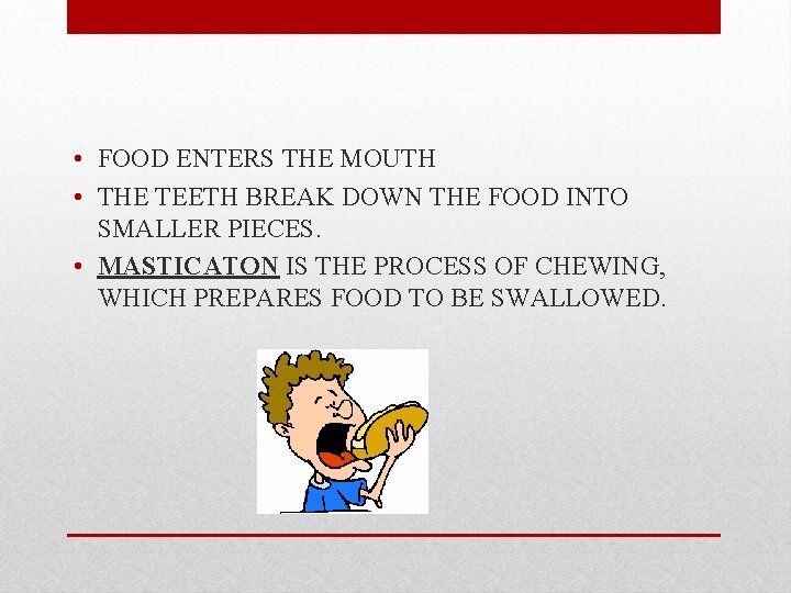  • FOOD ENTERS THE MOUTH • THE TEETH BREAK DOWN THE FOOD INTO