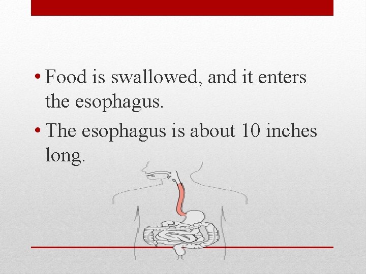  • Food is swallowed, and it enters the esophagus. • The esophagus is