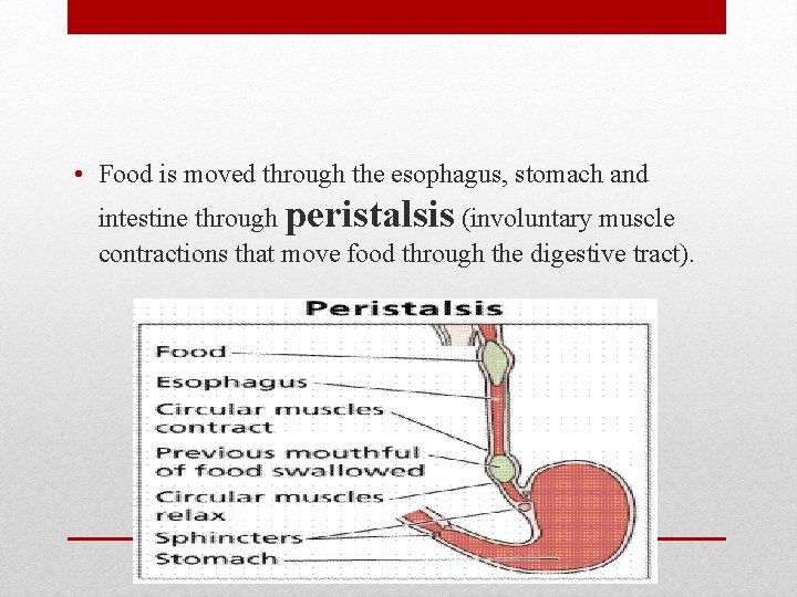  • Food is moved through the esophagus, stomach and intestine through peristalsis (involuntary